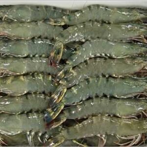 Fresh & Frozen Prawns